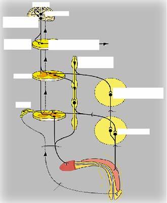 Functional neuroanatomy of erection Cortex Hypothalamus