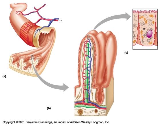 2 smooth muscle layers Small Intestine Histology Plicae circularis Microvilli Villi Muscularis mucosae