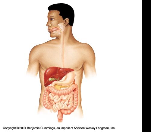 The Digestive Tract The alimentary canal is a continuous tube stretching from the mouth to the anus.