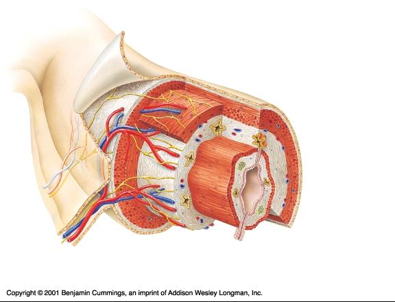 The Alimentary Canal CS Mesentery Fibro-serous covering Muscularis(externa): longitudinal transverse (circular)