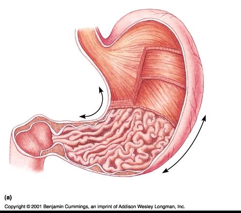 Gastroesophageal region: a functional but not a structural sphincter.
