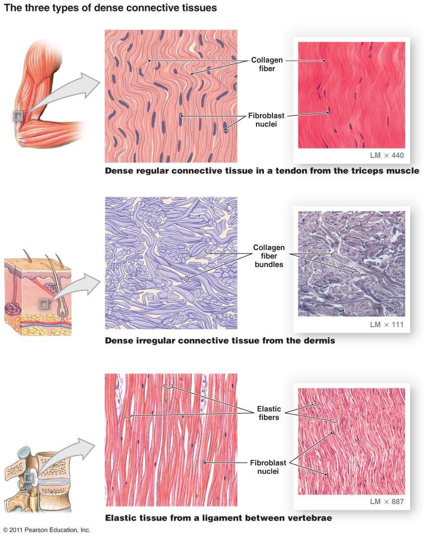 Nuclei and fibers arranged in parallel rows. a. Dense regular connective tissue Tendons and ligaments b.