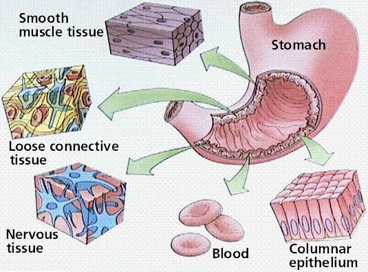 Tissues are groups of similar cells
