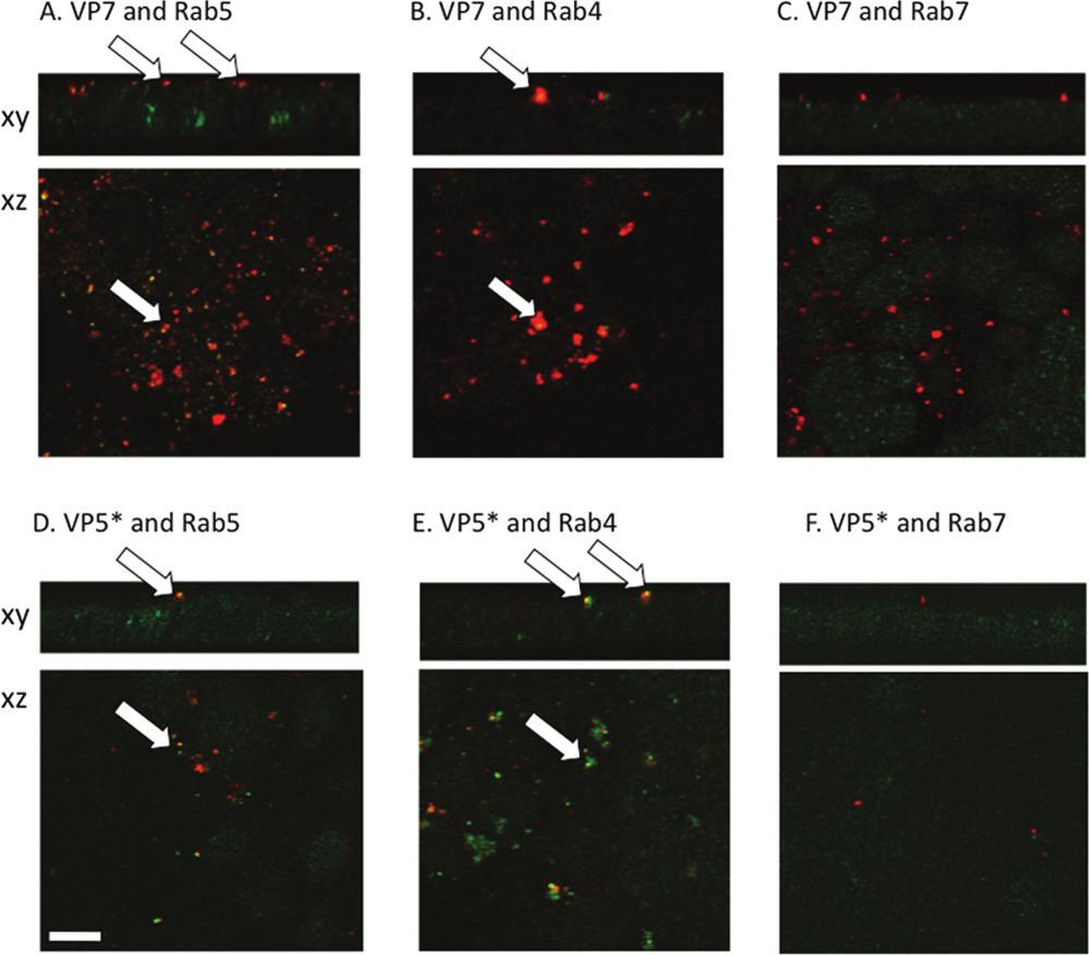 VOL. 85, 2011 VISUALIZATION OF ROTAVIRUS ENTRY 2499 FIG. 5. VP5 and trimeric VP7 colocalize with early endosome markers but not with late endosome markers.