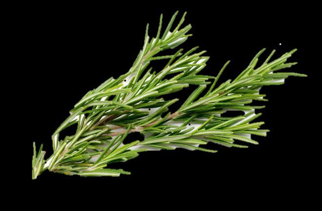 Rosemary for Remembrance Cerebral Tonic Circulation Great for Brain- Calms the body while stimulating mind Calming for Stress and overwork Aromatically opens mind Clears Brain Fog Take