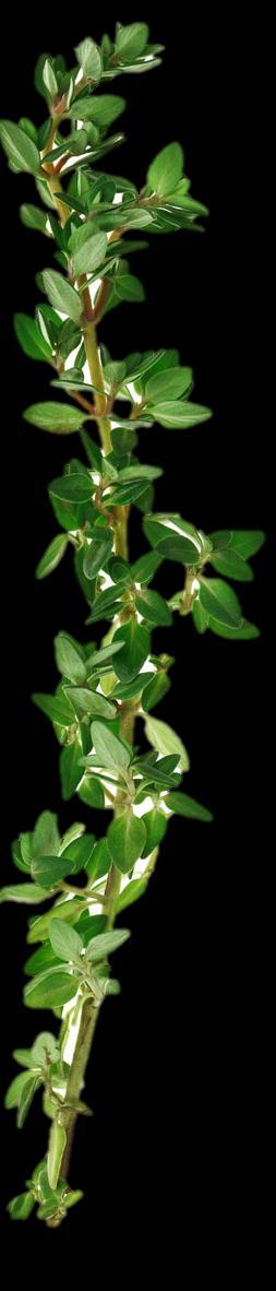 Thyme Antimicrobial: Sore or Inflamed Gums (Tea or tincture in mouthwash) Sore Throat (Gargle with thyme-infused raw honey) Yeast and Fungal Infections (topically) Inhibits Mechanism that makes