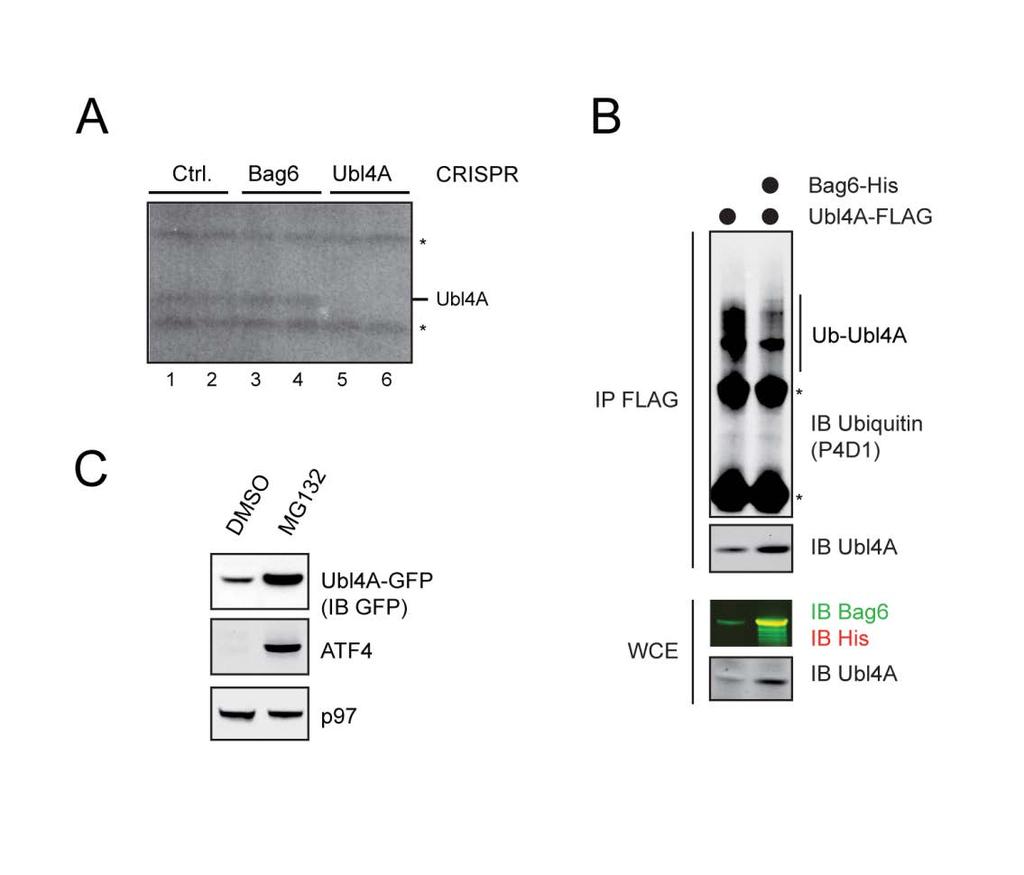 Supplementary Materials Supplementary Figure S1 Regulation of Ubl4A stability by its assembly partner A, The translation rate of Ubl4A is not affected in the absence of Bag6.