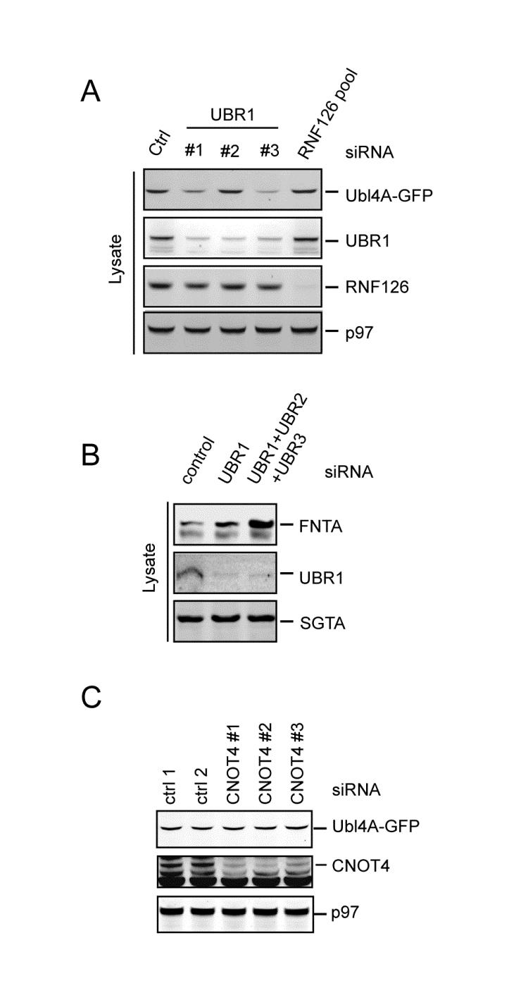 Supplementary Figure S3 Degradation of Ubl4A is not dependent on UBR1 or CNOT4 A, B, The UBR1 family ligases are not required for Ubl4A degradation, but is involved in FNTA degradation.