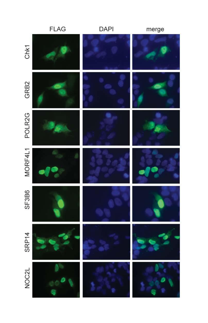Supplementary Figure S6 The subcellular localization of HUWE1 substrates.