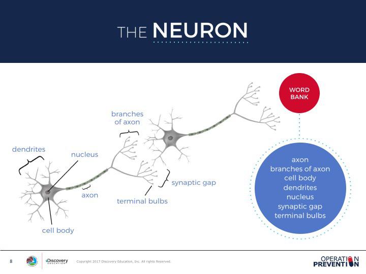 EXPLORE SLIDE 8 Invite students to take a look deeper inside the nervous system to learn how pain and pleasure messages travel to and from the brain.