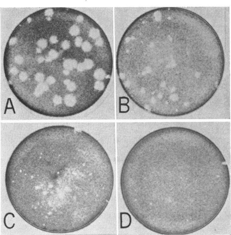 HGP virus serially propagated in M- HeLa produced plaques as well as another strain of HGP virus propagated in human diploid cells after six passages in human kidney.