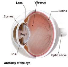 The nerve impulses travel through the optic nerve to the brain where they are processed as vision. The bottom layer of the retina is the pigmented cell layer.