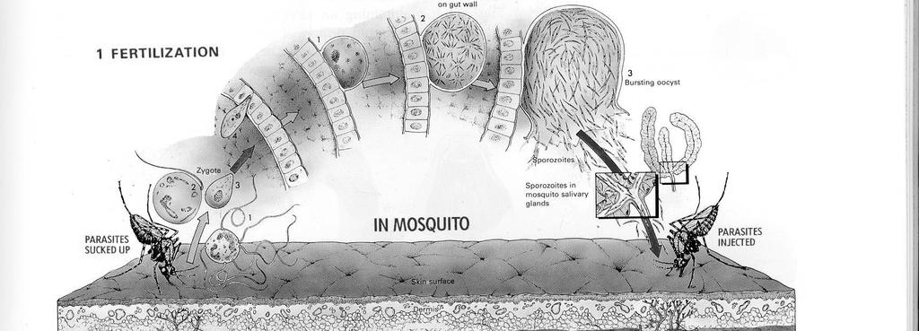 Stages needed for transmission by mosquitoes (gametocytes) Sporogony: 10-18 days