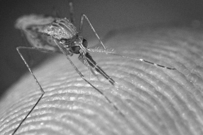 Malaria an ongoing challenge to