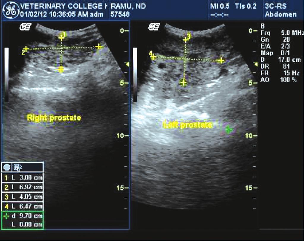 Ultrasonographic and Clinical Studies on Benign Prostatic Hyperplasia in Dogs clipping and application of contact gel. The dog was usually positioned in dorsal recumbency.