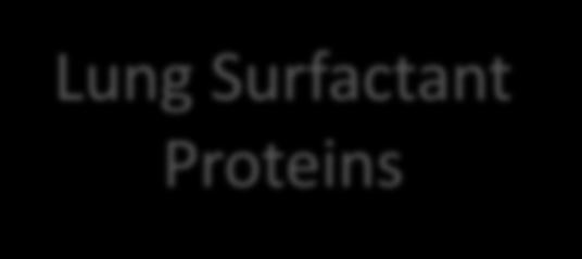 Surfactant Proteins Th1: