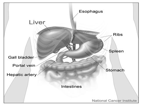 Liver and Biliary Tract Liver Portal Vein Hepatic Artery http://www.aokainc.com/liver-anatomy/ Hepatitis Hepatitis C 2.7 3.9 million in the U.S.
