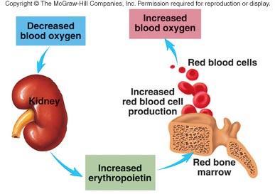 Red cell production regulation- erythropoietin (a hormone)