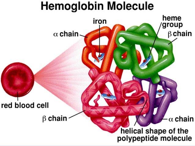 2 types of globins alpha (α) beta (β) Haemoglobin molecule has 2 alpha globin chains and 2 beta globin chains.