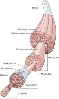 Smooth muscle Involuntary Skeletal muscle Voluntary Involuntary Muscle