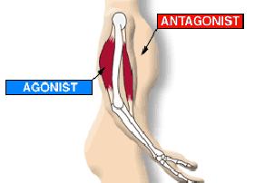 Agonist/ Antagonist Groups Agonist muscle that causes or supports the movement of interest