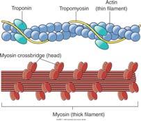 Myofibrils actin and myosin Myosin thick filament Globular heads Actin thin