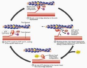 Sliding Filament Theory Contraction Repeated cycling shortens each sarcomere As sarcomeres in series with one