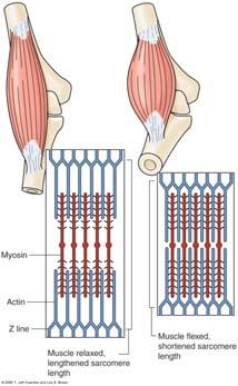 Sarcomere Force Length Characteristics Every muscle and muscle fiber has an optimal length (~ 2.