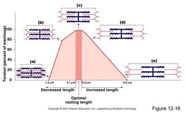 Sarcomere Force Length Characterstics Muscle Force Length