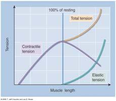 Active muscle force Muscle contraction 2.