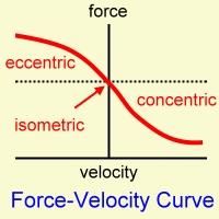 Muscle Force - Velocity Characteristics Force and velocity are inversely