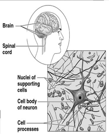 areas of the body Axon -