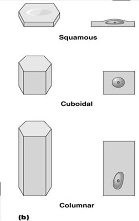 Classification of Epithelium Shape of cells Squamous flattened Cuboidal