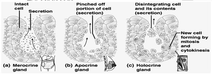 Exocrine glandular secretions Classified by the way they secrete products Merocrine release