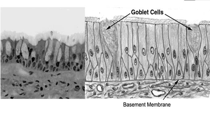 Saliva, sweat, pancreatic glands Apocrine secrete small portions of cell bodies EX.
