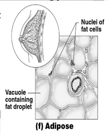 Connective Tissue Types Adipose tissue (fat) Nucleus pushed to side