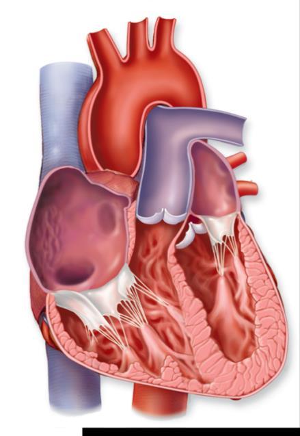 pulmonary trunk aorta semilunar valves superior vena cava semilunar valves close ( dup ) aortic