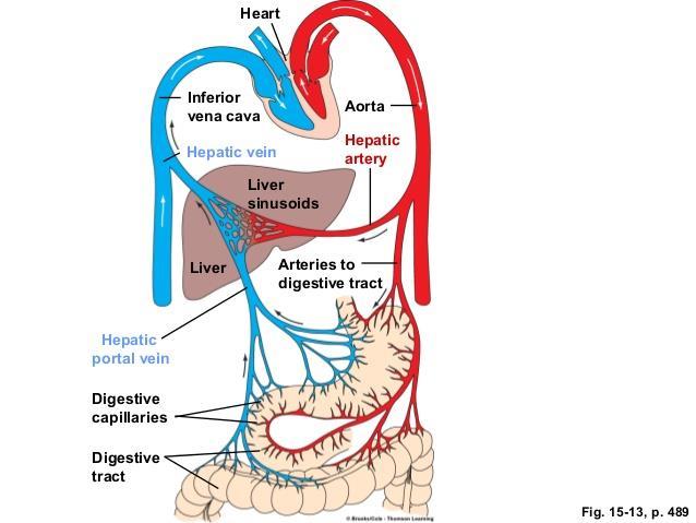 .5 Two Cardiovascular Pathways What is the hepatic portal system?