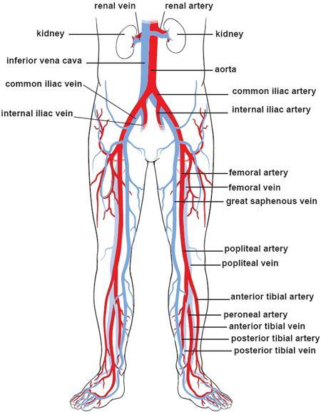 PHYSIOLOGY OF VASCULAR DISEASE VENOUS OR