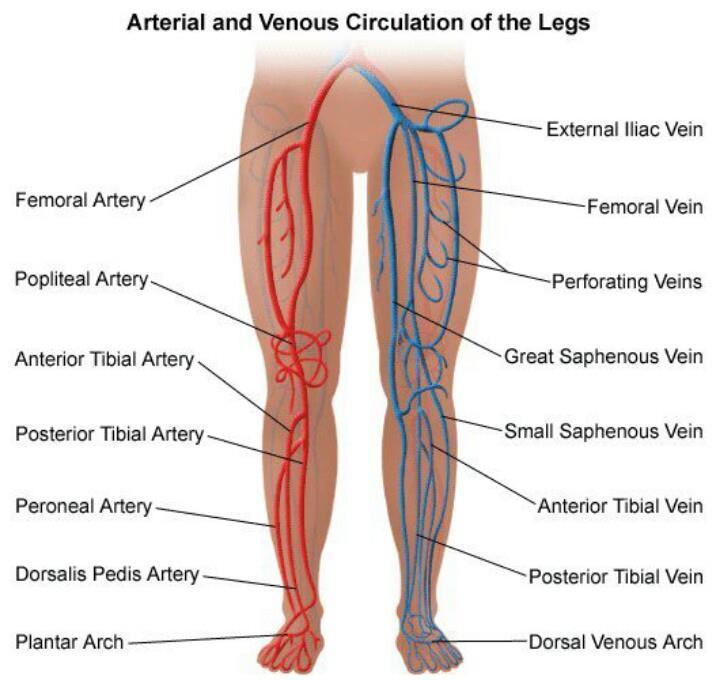 VENOUS LEG ANATOMY: WHAT COULD POSSIBLY GO