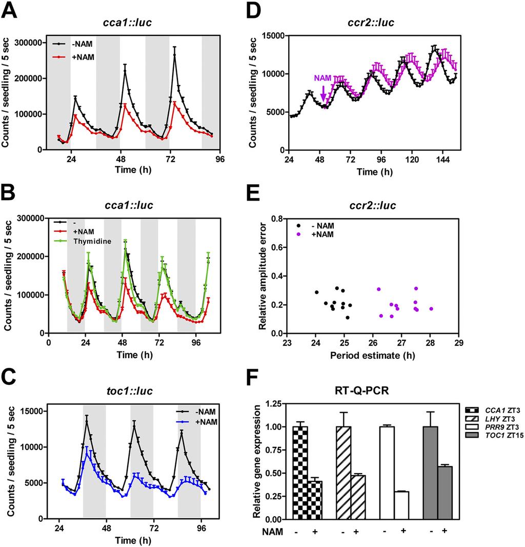 Fig. S7. Effects of blocking histone methylation on clock gene expression.