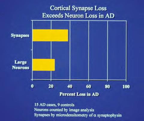 The proportion of synapse loss is greater