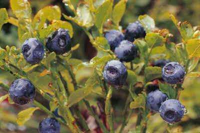 Bilberry Vaccinium myrtillus Bilberry: low-growing deciduous shrub belonging to the family