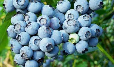 Europe, and Asia Closely related to the native North American wild blueberry, but one