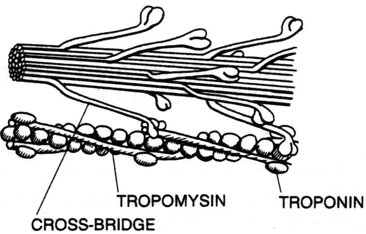 Molecular composition of myofibril Myosin composed of individual molecules each has a globular head and tail Cross-bridge: actin & myosin overlap (A band)