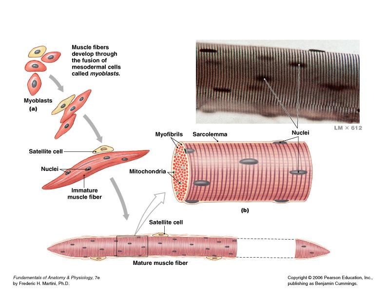Innervation and Vascularization Nerves Skeletal muscles are voluntary muscles, controlled by nerves of the somatic nervous system Muscles have extensive vascular systems: supply