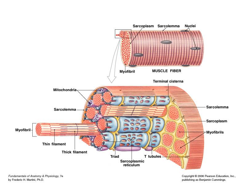 Skeletal Muscle Fibers Are very long cylindrical cell with hundreds of nuclei just beneath the sarcolemma Each cell is a syncytium produced by fusion of