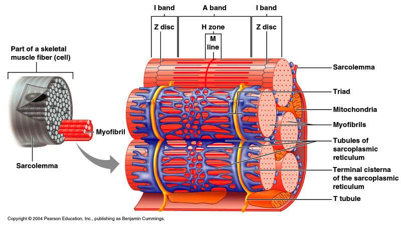 Organization of Skeletal Muscle Fibers Figure 10 3 Muscle Contraction Is caused by