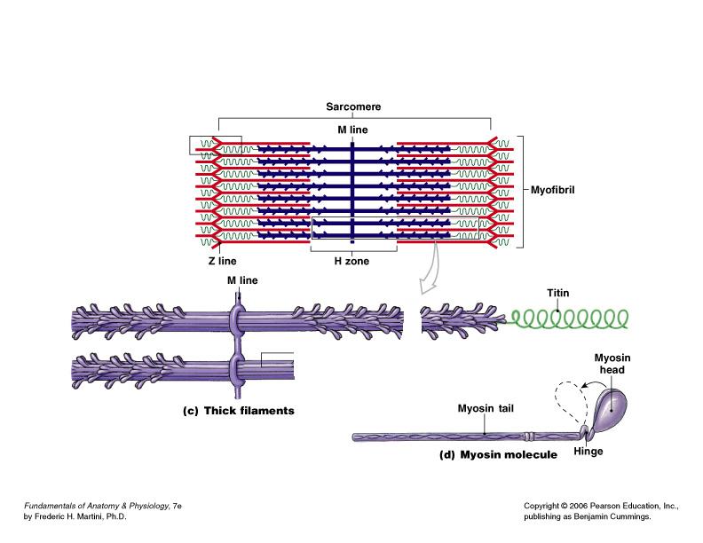 The Myosin Molecule Figure 10 7d Myofilaments: Thin Filaments Thin filaments are chiefly composed of the protein actin held together by nebulin The subunits