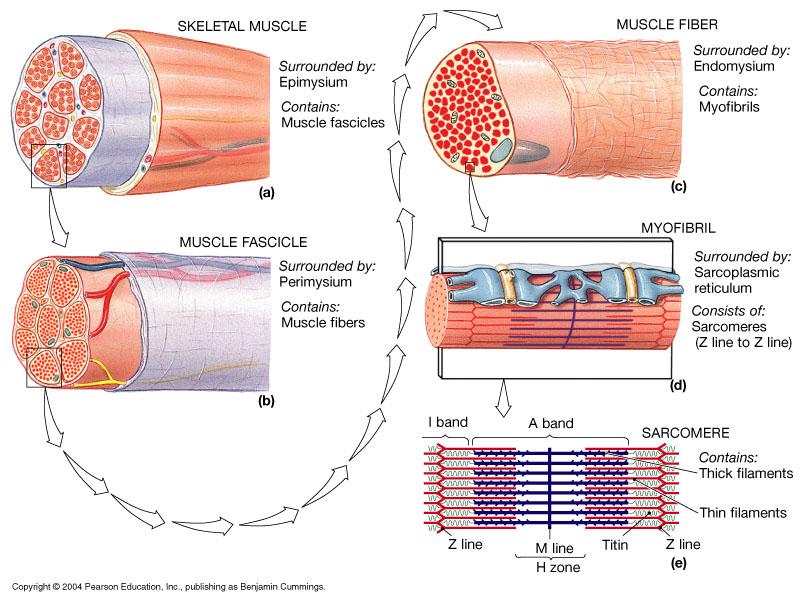 Organization of Connective Tissues Muscles have 3 layers of connective tissues: Epimysium an overcoat of dense regular and irregular connective tissue that surrounds the entire muscle; Separates